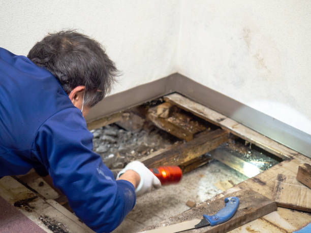 Best Toxic Mold Removal  in Selden, NY