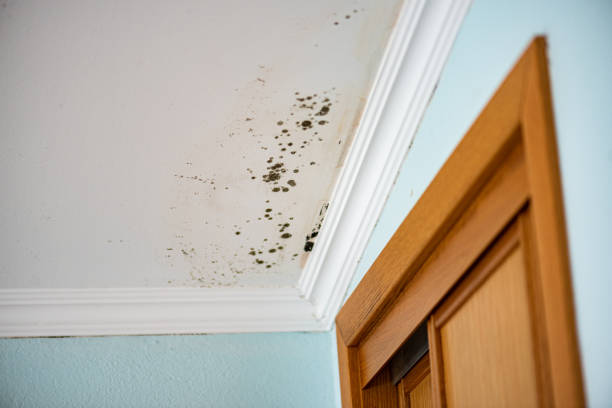 Best Commercial Mold Removal  in Selden, NY