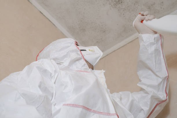 Best Certified Mold Removal  in Selden, NY