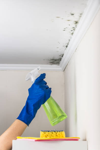 Mold Testing and Removal in Selden, NY