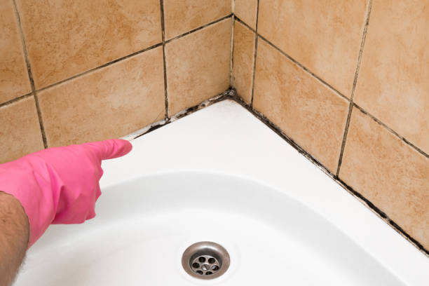 Best Mold Testing  in Selden, NY